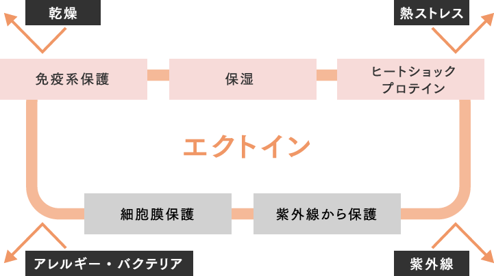 エクトインの効果イメージ